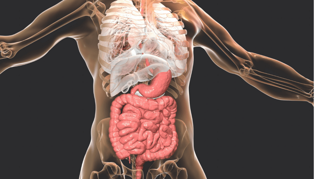 Top Gut Health Boosters Every Biohacker Should Know for Optimal Wellness