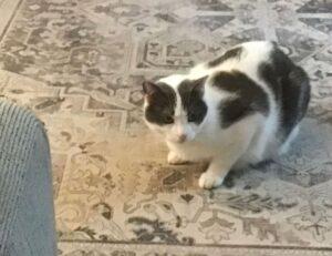 download grandiamod1.2 pc