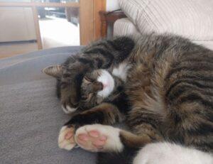 how khema rushisvili train like an olympic weightlifter