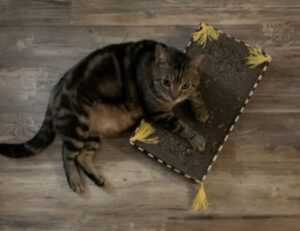 how much is the rogrand525 game on pc