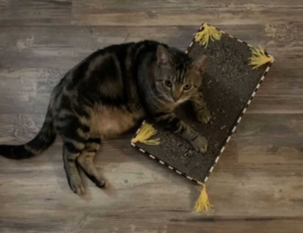 how much is the rogrand525 game on pc