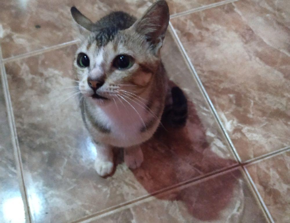 top five health tips twspoondietary